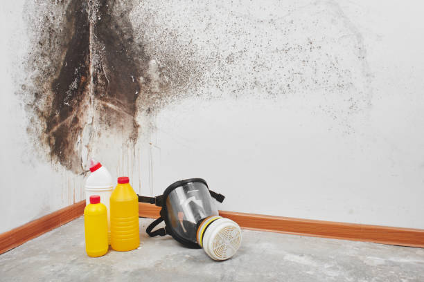 Best Certified Mold Removal  in Howard Lake, MN