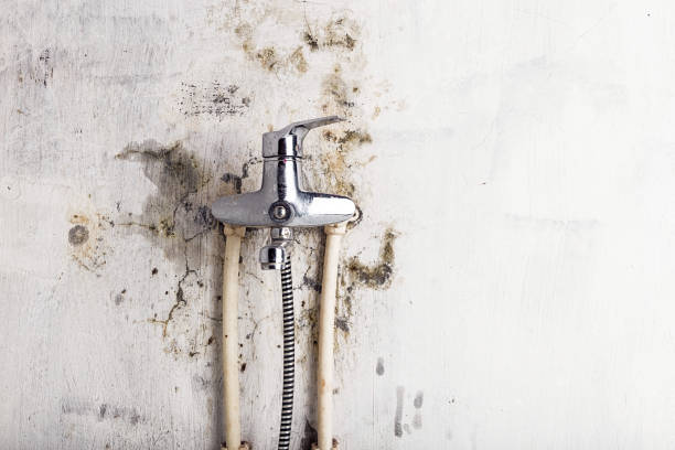 Best Black Mold Removal  in Howard Lake, MN