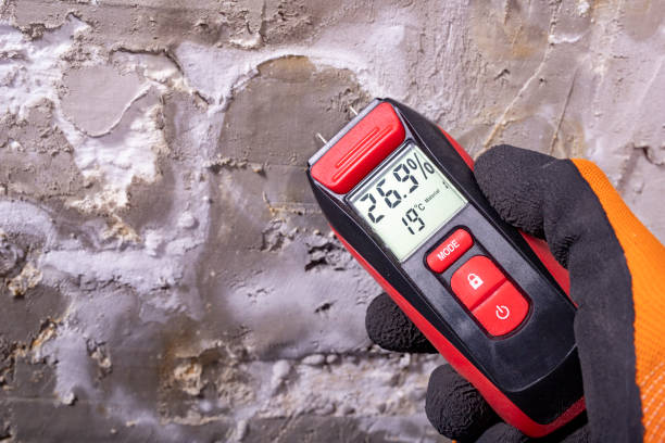 Best Home Mold Removal  in Howard Lake, MN