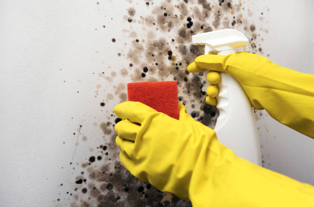 Best Fast Mold Removal  in Howard Lake, MN