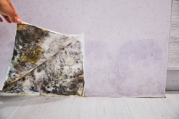 Best Mold Removal Near Me  in Howard Lake, MN